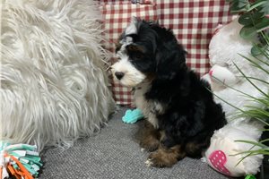 Amelia - Bernedoodle, Mini for sale