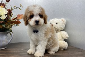 Hugo - Mini Goldendoodle for sale