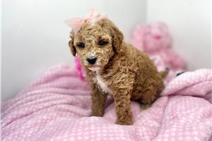 Hanna - Goldendoodle, Mini for sale
