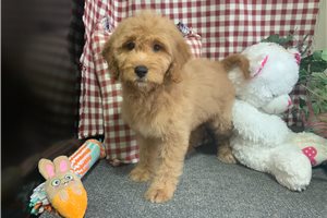 Maisey - Mini Goldendoodle for sale