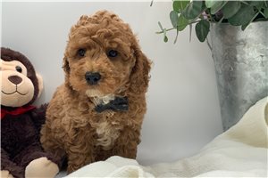 Turner - puppy for sale