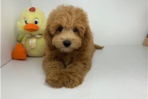 Turner - Goldendoodle, Mini for sale
