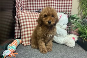 Makayla - Goldendoodle, Mini for sale