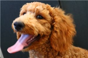 Kent - Goldendoodle, Mini for sale
