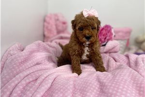 Hilda - Goldendoodle, Mini for sale