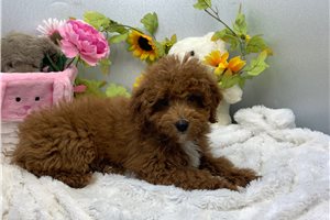 Hilda, a Mini Goldendoodle puppy