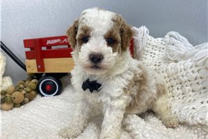 Hugo - Goldendoodle, Mini for sale