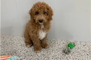 Niko - Goldendoodle, Mini for sale