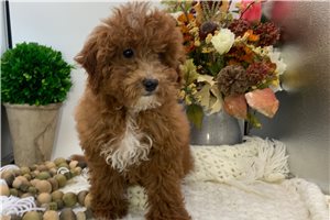 Hanna - Mini Goldendoodle for sale