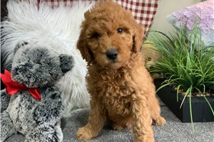 Marty - Goldendoodle, Mini for sale