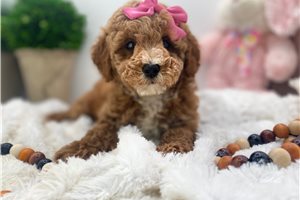 Hilda - puppy for sale