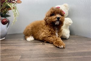 Hanna - Mini Goldendoodle for sale