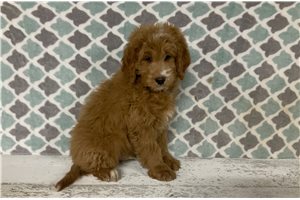 Oscar - Goldendoodle, Mini for sale