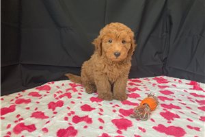 Benson - puppy for sale