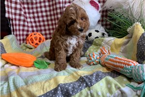 Nugget - Goldendoodle, Mini for sale