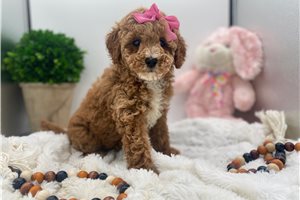 Heidi - Goldendoodle, Mini for sale