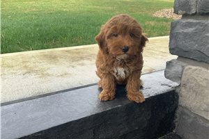 Gretchen - puppy for sale