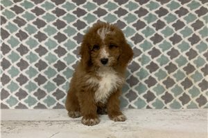 Dexter - puppy for sale