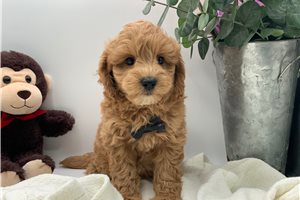 Toby - puppy for sale