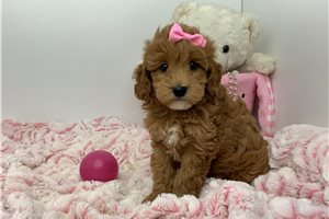 Trudy - puppy for sale