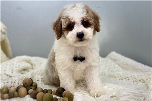Hugo - puppy for sale