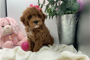 Tiki - puppy for sale