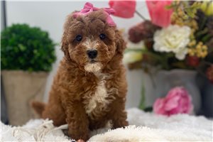 Hanna - puppy for sale