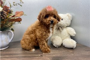 Hilda - Mini Goldendoodle for sale