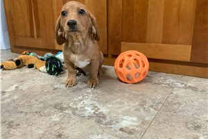 Yoshi - Mixed/Other for sale