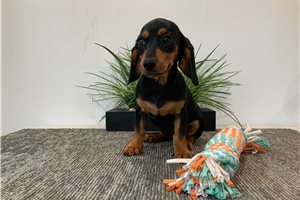 Genevieve - Mixed/Other for sale