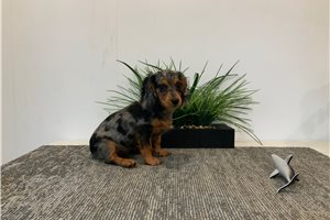 Gail - Mixed/Other for sale