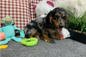 Yosef - puppy for sale