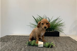 Garry - Mixed/Other for sale