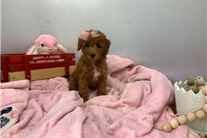 Artemis - Poodle, Miniature for sale