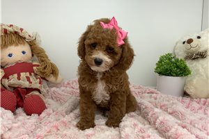 Prudence - Poodle, Miniature for sale