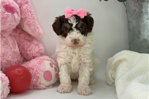 Zinnia - Poodle, Miniature for sale