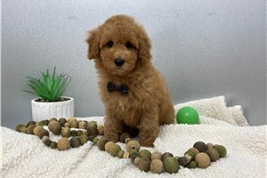 Stanley - Poodle, Miniature for sale