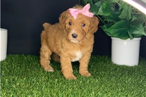 Savannah - puppy for sale