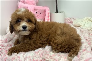 Cray - Poodle, Miniature for sale