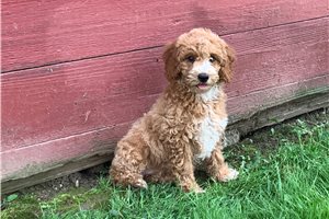 Sophia - puppy for sale
