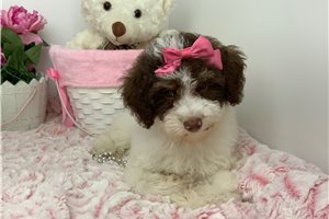 Zinnia - Poodle, Miniature for sale