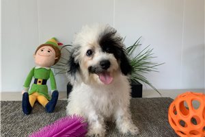 Haira - Poodle, Miniature for sale