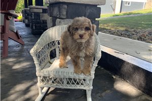 Scottie - Poodle, Miniature for sale