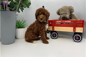 Adam - Poodle, Miniature for sale