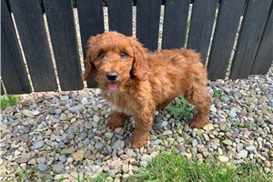Shiloh - puppy for sale