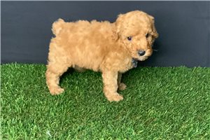 Stanley - puppy for sale
