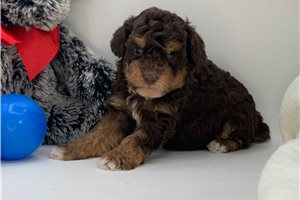 Zachary - Poodle, Miniature for sale