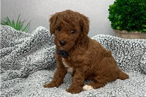 Alex - Poodle, Miniature for sale