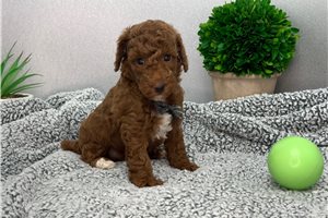 Adam - puppy for sale