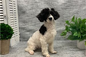 Gohan - Poodle, Miniature for sale